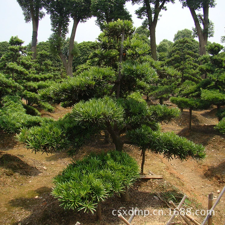 Оптовые посаженные в горшках бонсай из хунаньского папоротника для озеленения дворов вилл с развитой корневой системой
