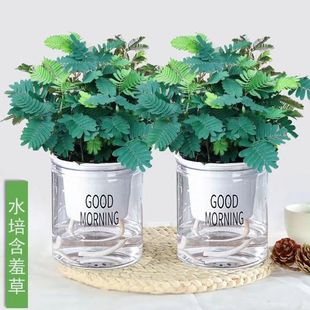 ���߲�С�����҃��̨�ļ�ֲ�ﳣ���׷N�������߲ݺ���Ȥζ