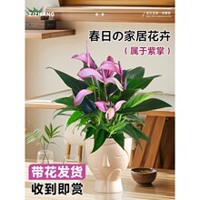 �����R���������Ԏ�������һ���L�ˮ��ֲ��С�~�t���҃Ȼ��ܾGֲ