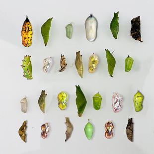 �����Ӽ���w�ɷ�����Y�o�����w��ͯ�Y����B�^��С���x�����J��