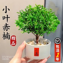 С~辰k҃СļBլֲGֲ[