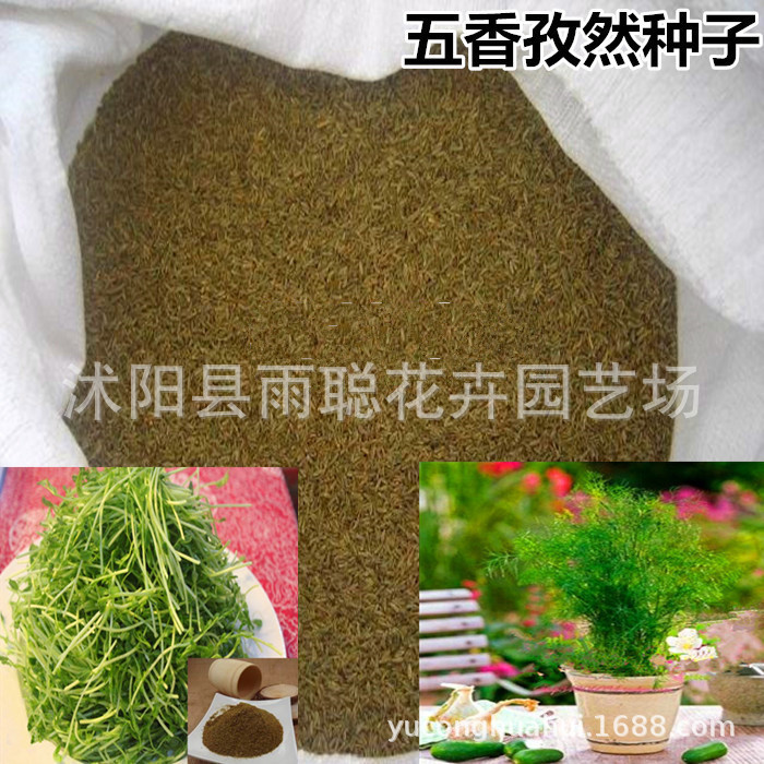 散装孜然种子 孜然粉种子 枯茗孜然芹孜然调味香料籽