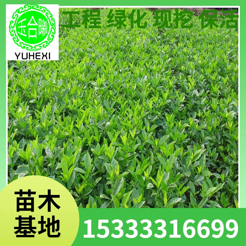 Саженцы питтоспорума, озеленение двора, зеленые растения для забора, четырехсезонный вечнозеленый аромат, поставка по специальной цене