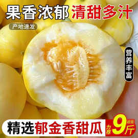 郁金香甜瓜正宗云南小香瓜应季现摘现发当季整箱新鲜云南包邮