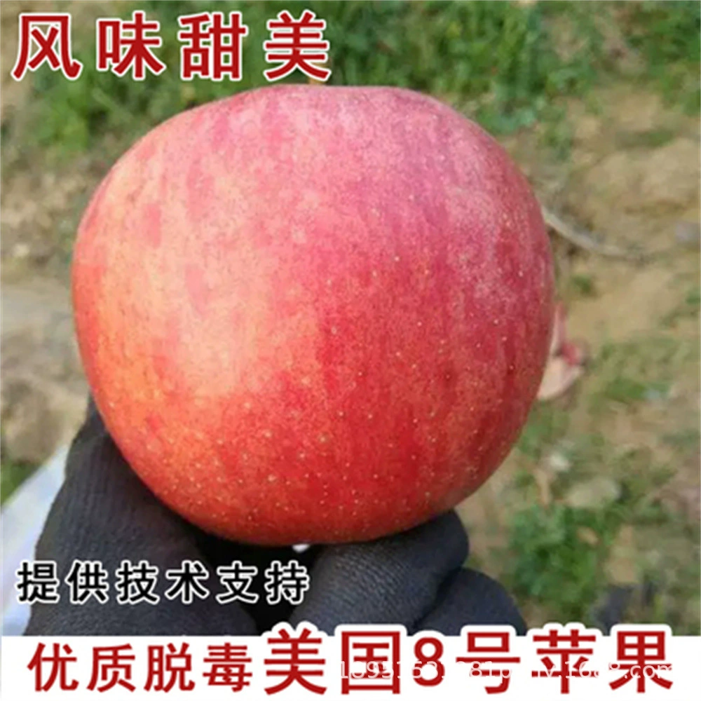 Привитые средне-Спелые саженцы яблок вкусные саженцы яблок красные Фудзи Хрустящие Сладкие фруктовые деревья посадка фруктов на юге и севере года