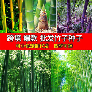 �羳��� ����ë��N������N���²�ë��N��������������