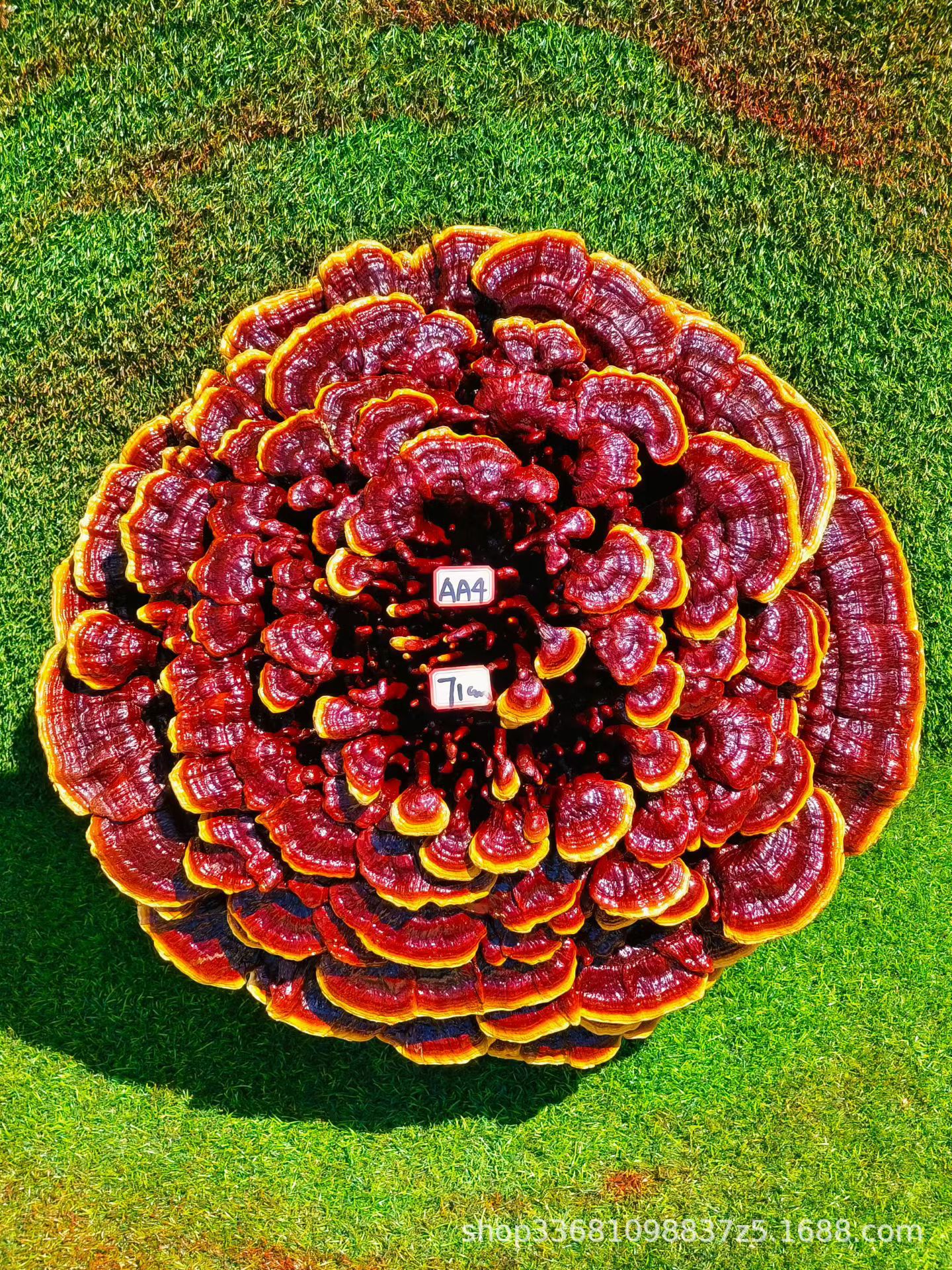 Large Purple Reishi Mushroom Display Piece 95cm Ling Zhi Ornamental Bonsai for Home and Entryway in use