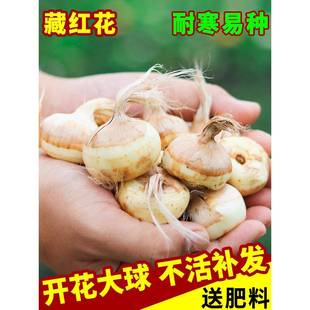 Saffron Seed Bulb Seedlings, Crocus Potted Florals and Green Plants, Indoor Flower Seeds, Plants That Bloom in All Seasons and Are Easy to Grow