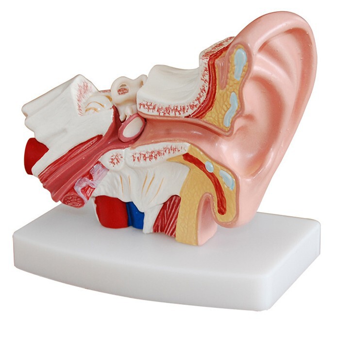 Genuine Desktop Human Ear Anatomy Model Ear Model 1.5 Times Middle Inner Ear Auditory Teaching Medicine