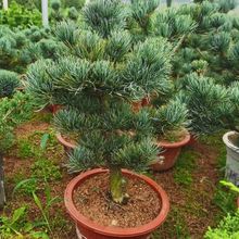 ��������ɴ����辰,�m�u��÷���~�ɡ�