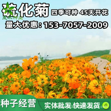 硫化菊种籽黄波斯菊格桑花庭院景观绿化花海四季播种花卉花籽种子