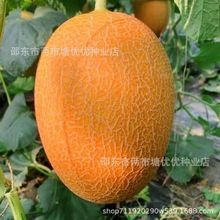新疆哈密瓜种子超甜香甜瓜种子网纹黄皮哈密瓜高丰产四季播水果种