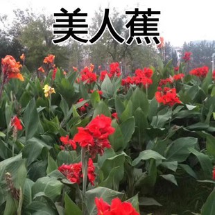 ɢ�b���˽��N�� �t�G��С�����˽� �M��С�Ž��S�����˽��N�ӻ���