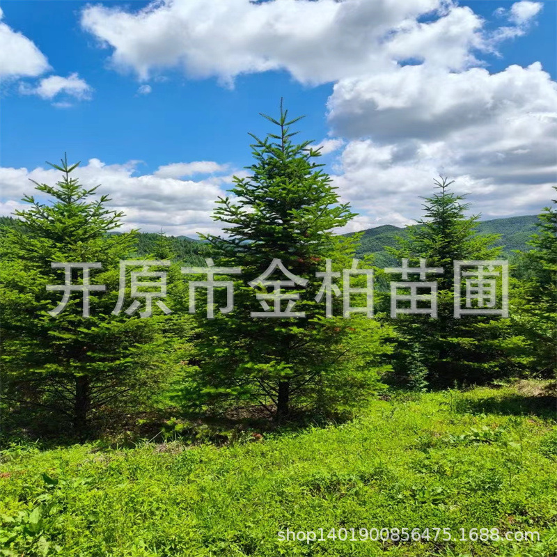 冷杉树绿化树常绿针叶树东北圣诞树冷杉杯苗装饰树枝盆栽景观小苗