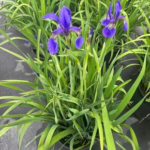 Siberian Iris Gallon Pot Butterfly Flower Aquatic Flower Bed Flower Potted Plant Aquatic Wetland Greening