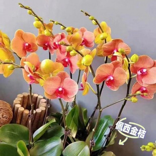 Phalaenopsis с цветочным мечом с цветочными мечами с цветочными бутонами в горшке орхидеи Большие саженцы гостиная.