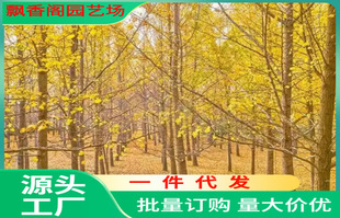 One Piece of Gold Leaf Ginkgo Saplings Ginkgo Live Seedlings Courtyard Greening Seedlings Street Trees Ginkgo Seedlings Big Tree South
