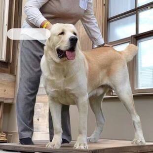 ���l�����Ё�����Ȯ���͹���Ȯ��Ȯ���w����С������N�o�lȮ