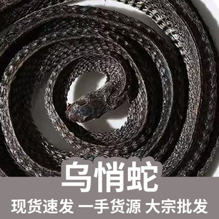 ������500g�F؛���l�ƞ����߶� С�����߸� �Ĵ������� �����Ĕz