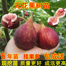 无花果树果苗盆栽地栽当年结果耐寒波姬红南方北方种植无花果树苗