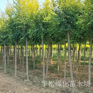 ���~�ܘ���ͥԺ�ͺ������S���������ϱ����Nֲ�G�����紹�ܓu�X��