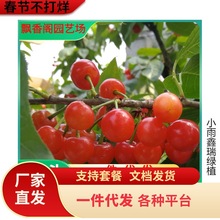云南甜樱桃树苗原盆土带叶发货嫁接樱桃苗南北方种植果树当年结果