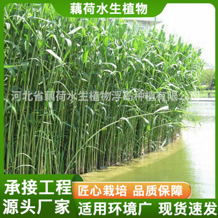 ˮ��ֲ�� �JȔ�N��  �JȔ������Nֲ �JȔ�Nֲ ���ع��� ��ؾG��