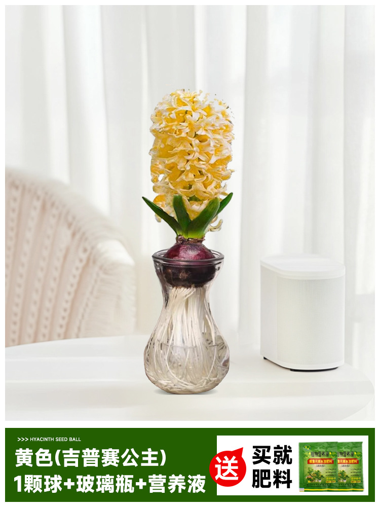 Hidropolimerización de flores con brotes de jacinas gran bola buena para alimentar balcón interior y exterior plantas en maceta tulipán cultivo de suelo