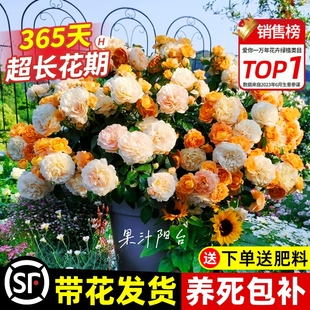 Cz Juice Balcony Rose Flower Seedlings Shrubs Large Seedlings Blooming in All Seasons with Multi-Headed Rose Flower Potted Indoor Plants