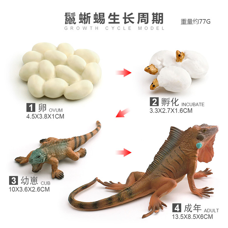 Modelo animal de simulación al por mayor de pollo pato ganso mariposa tortuga Rana ciclo de crecimiento Montessori material didáctico adornos hechos a mano