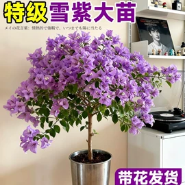 仿真花;其他装饰摆件;医具玩具