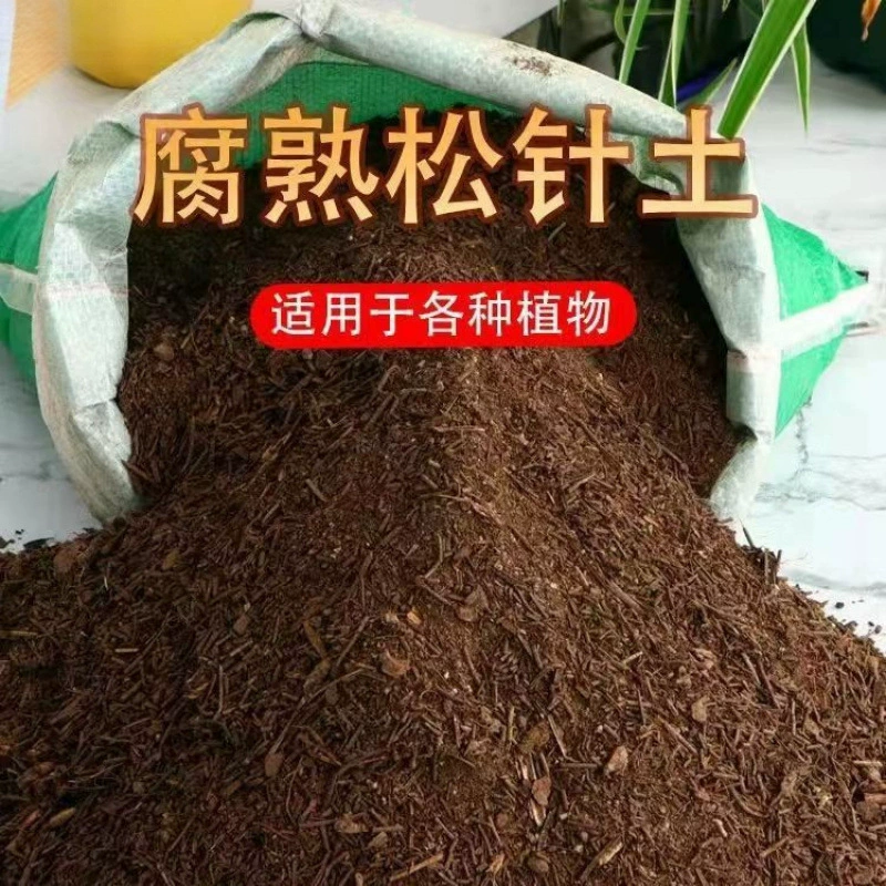 Сосновая игольчатая почва гнилой почвы Кливия