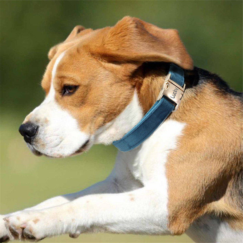 Dog Leash and Collar Red