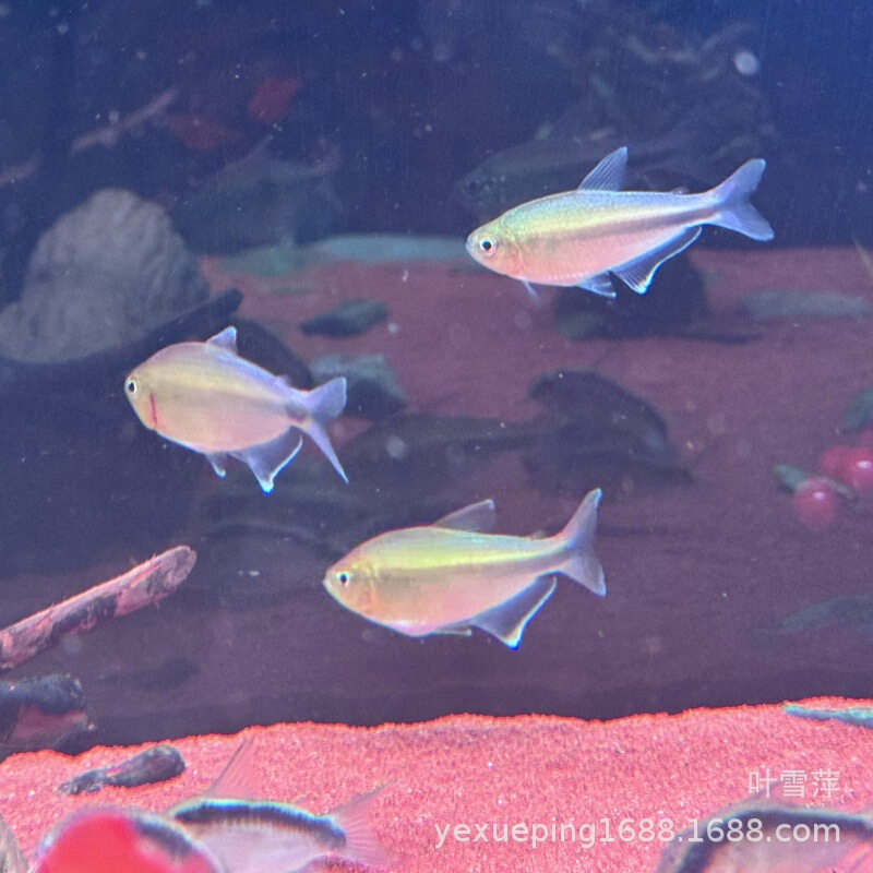 Peach Lantern Fish, South American Lantern Fish, High-End Rare Fish, Tropical Fish, Live Fish for Aquariums