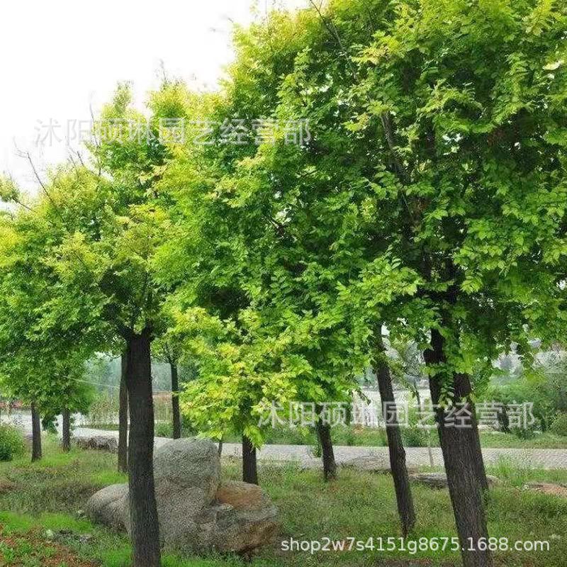 东北榆树,西南角,家中(第3页)_大山谷图库