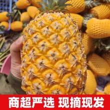 金钻凤梨海南手撕当季新鲜水果芒果非香水菠萝独立站跨境