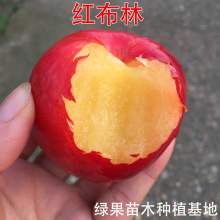 �����t�������� �t������޽����Ә����������Ϸ������N���Ե�