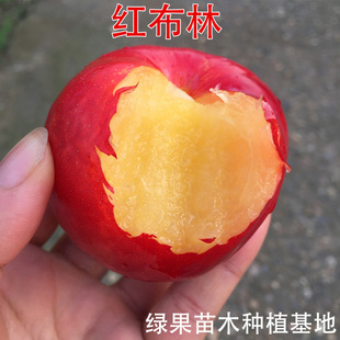 �����t�������� �t������޽����Ә����������Ϸ������N���Ե�