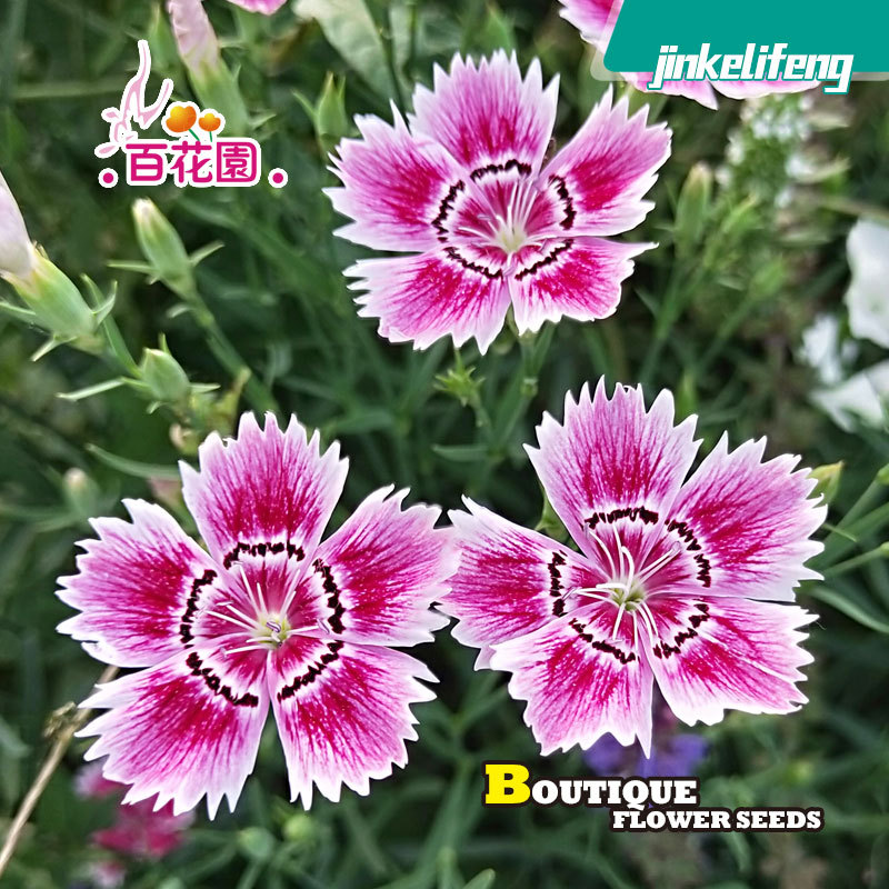 常夏石竹种子观赏花卉盆栽大花海多年生宿根耐寒耐旱花期长花种籽