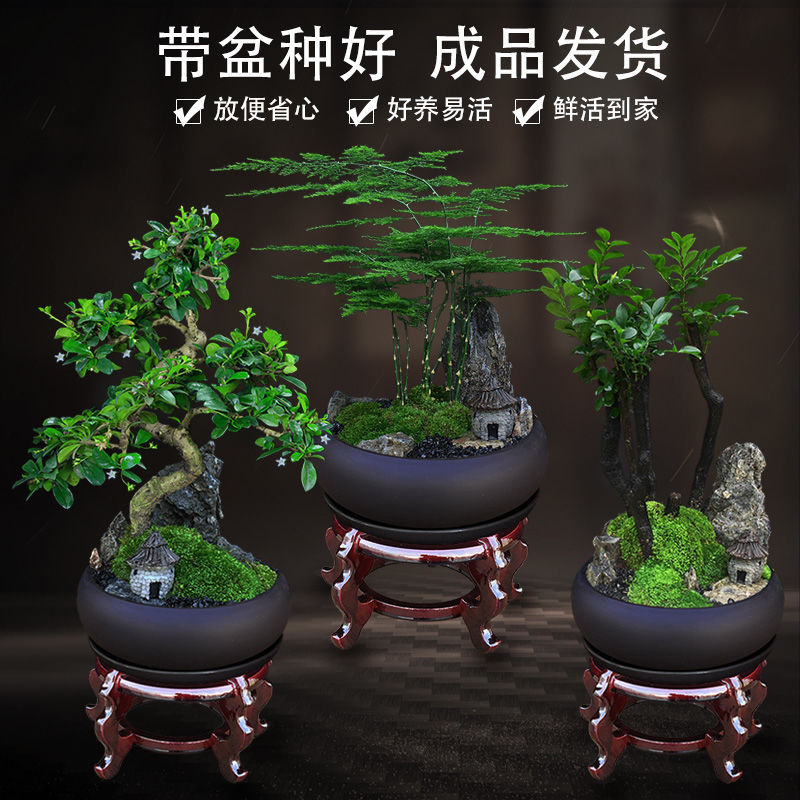 文竹盆栽桌面办公室绿植室内植物小叶紫檀罗汉松发财树造型真盆景