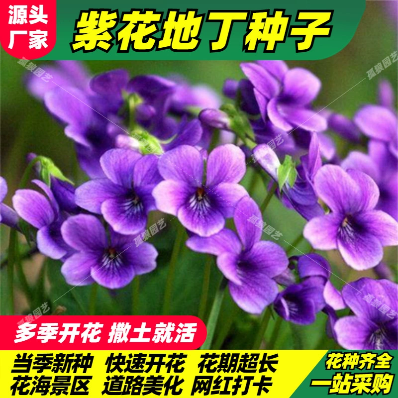 Purple Flower Di Ding Семена Проект Озеленение Фиолетовый цветок Di Di To Семена Цветочная Семена Посадка