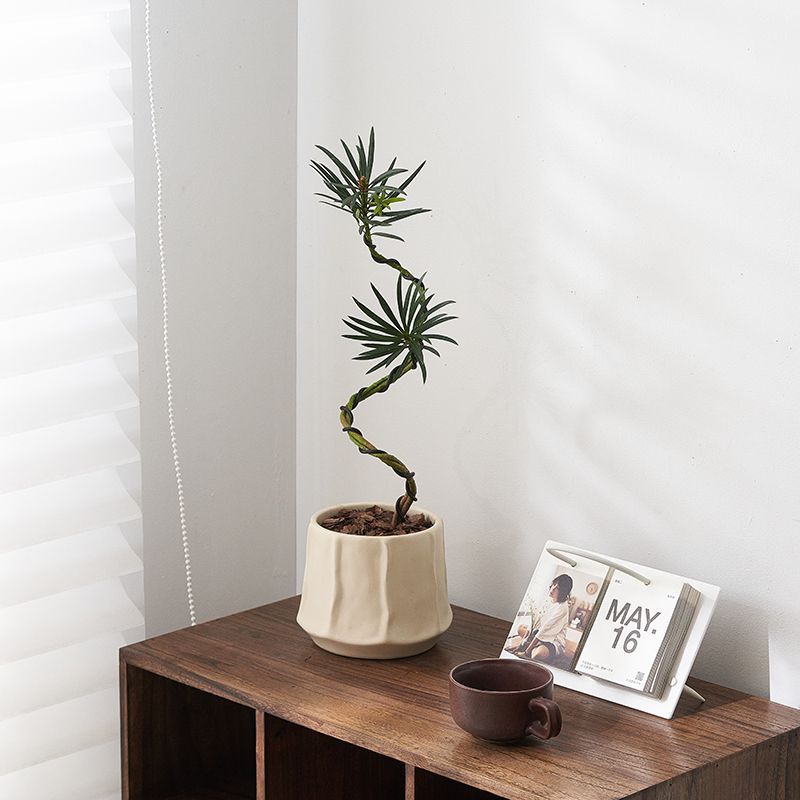 Plántulas de pino Podocarpus de estilo nórdico, forma de pino de bienvenida, planta verde de escritorio, sala de estar interior, planta de paisajismo, planta en maceta que absorbe formaldehído image 9