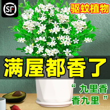 ���������Ԏ������򻨘����Ϙ����ˮ���d�ӻ��ܾGֲ���҃��ļ��_