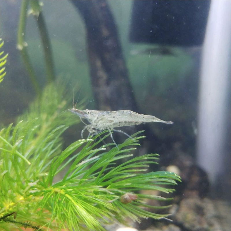 Инструмент для удаления водорослей для чернового панцирного креветка, крупный очиститель водорослей, корм для декоративных креветок, пресноводный аквариум, оформление