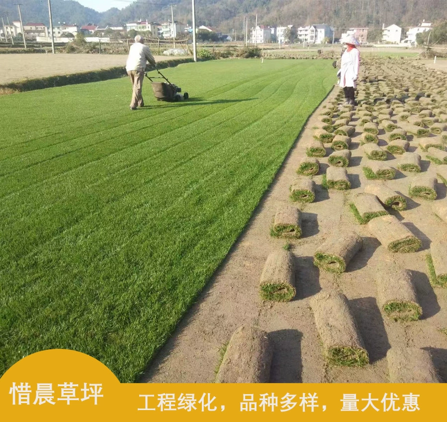 Газон настоящий газон с почвой Вилла озеленение сада Четыре сезона зеленый фруктовый хребет трава Тайвань трава Манила трава с почвой