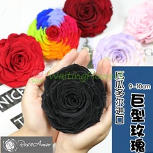 ȻڹRoseamor10cm7-8cm϶õ