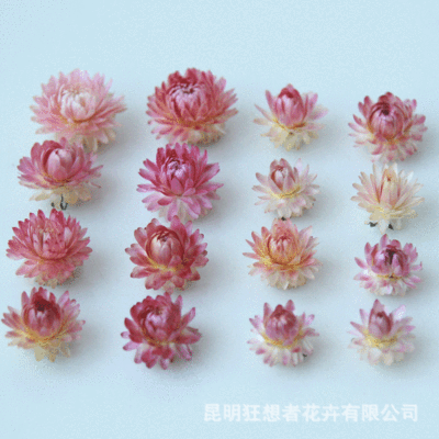 狂想者云南干花直销香薰蜡烛AA级挑选迷你精品麦秆菊自然干花朵