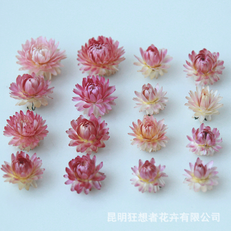 狂想者云南干花直销香薰蜡烛AA级挑选迷你精品麦秆菊自然干花朵