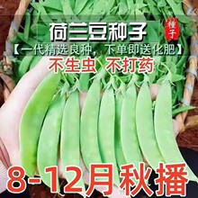 ܛ�v���m���N�Ӹ߮a�㶹�N�������v�㶹���ͺ��߲��ļ��Nֲ���l