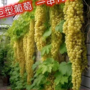 ��һ�����l�����ј�N�� �t���ӷN����ָ�޷��ĺ����������l